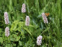 Boloria eunomia 11, Ringoogparelmoervlinder, Saxifraga-Peter Meininger