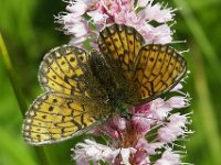 Boloria eunomia 7, Ringoogparelmoervlinder, Vlinderstichting-Chris van Swaay  7.19 09:31