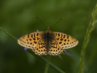 Boloria euphrosyne 10, Zilvervlek, male, Saxifraga-Jan van der Straaten