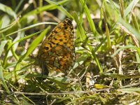 Boloria euphrosyne 11, Zilvervlek, laying eggs, Saxifraga-Jan van der Straaten