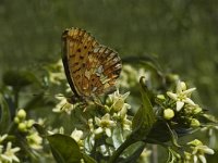 Boloria euphrosyne 12, Zilvervlek, Saxifraga-Jan van der Straaten