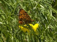 Boloria euphrosyne 13, Zilvervlek, Saxifraga-Jan van der Straaten