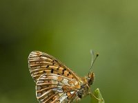 Boloria euphrosyne 15, Zilvervlek, Vlinderstichting-Henk Bosma