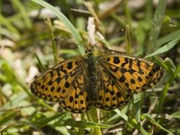 Boloria euphrosyne 16, Zilvervlek, Saxifraga-Jan van der Straaten