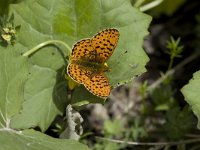 Boloria euphrosyne 19, Zilvervlek, Vlinderstichting-Henk Bosma