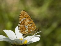 Boloria euphrosyne 2, Zilvervlek, female, Saxifraga-Marijke Verhagen