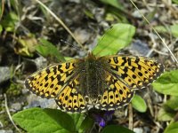 Boloria euphrosyne 20, Zilvervlek, Vlinderstichting-Chris van Swaay  7.21 12:50