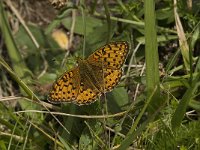 Boloria euphrosyne 22, Zilvervlek, Saxifraga-Jan van der Straaten