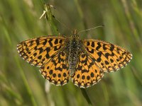 Boloria euphrosyne 24, Zilvervlek, Saxifraga-Willem van Kruijsbergen