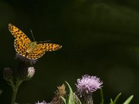 Boloria euphrosyne 25, Zilvervlek, Saxifraga-Jan van der Straaten