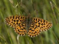 Boloria euphrosyne 26, Zilvervlek, Saxifraga-Willem van Kruijsbergen