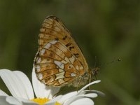 Boloria euphrosyne 3, Zilvervlek, female, Saxifraga-Marijke Verhagen