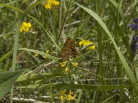 Boloria euphrosyne 8, Zilvervlek, habitat, F, Isere, Miribel-Lanchatre, Saxifraga-Jan van der Straaten