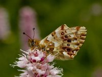 Boloria graeca 3, Balkanparelmoervlinder, Vlinderstichting-Kars Veling