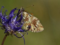 Boloria napaea 12, Bergparelmoervlinder, Saxifraga-Luuk Vermeer