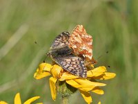 Boloria napaea 13, Bergparelmoervlinder, Saxifraga-Luuk Vermeer