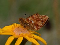 Boloria napaea 14, Bergparelmoervlinder, Saxifraga-Luuk Vermeer