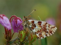 Boloria napaea 2, Bergparelmoervlinder, Vlinderstichting-Albert Vliegenthart