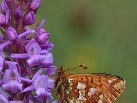 Boloria napaea 7, Bergparelmoervlinder, Saxifraga-Luuk Vermeer