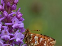 Boloria napaea 8, Bergparelmoervlinder, Saxifraga-Luuk Vermeer