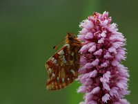 Boloria napaea 1, Bergparelmoervlinder, Vlinderstichting-Albert Vliegenthart