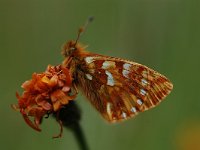 Boloria napaea 3, Bergparelmoervlinder, Vlinderstichting-Albert Vliegenthart