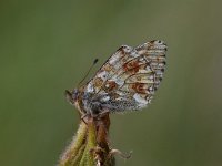 Boloria napaea 5, Bergparelmoervlinder, Saxifraga-Luuk Vermeer