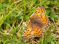 Boloria pales, 10, Herdersparelmoervlinder, on Trifolium, Saxifraga-Kars Veling