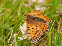 Boloria pales, 9, Herdersparelmoervlinder, on Trifolium, Saxifraga-Kars Veling