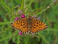 Boloria selene 15, Zilveren maan, Saxifraga-Hans Dekker