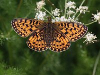 Boloria selene 17, Zilveren maan, Saxifraga-Peter Meininger