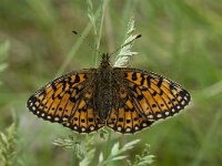 Boloria selene 21, Zilveren maan, Saxifraga-Willem van Kruijsbergen