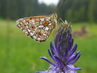 Boloria selene 28, Zilveren maan, Saxifraga-Ed Stikvoort