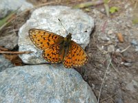 Boloria selene 29, Zilveren maan, Saxifraga-Ed Stikvoort