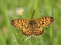 Boloria selene 41, Zilveren maan, Saxifraga-Willem van Kruijsbergen