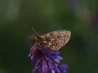 Boloria selene 6, Zilveren maan, Vlinderstichting-Albert Vliegenthart