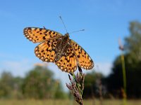 Boloria selene, 45, Zilveren maan, Saxifraga-Kars Veling