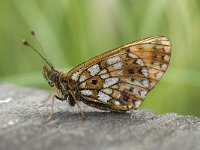 Boloria selene 10, Zilveren maan, Saxifraga-Willem van Kruijsbergen