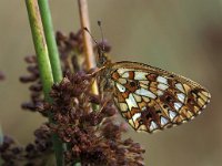 Boloria selene 11, Zilveren maan, Saxifraga-Arie de Knijff