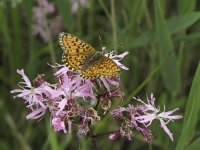 Boloria selene 12, Zilveren maan, Saxifraga-Rob Felix : Animalia, Arthropoda, Insecta, Lepidoptera, animal, arthropod, butterfly, dier, dieren, geleedpotige, geleedpotigen, insect, insecten, vlinder, vlinders