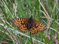 Boloria selene 14, Zilveren maan, Saxifraga-Jeroen Willemsen