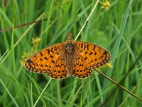 Boloria selene 16, Zilveren maan, Saxifraga-Hans Dekker