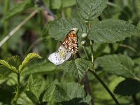 Boloria selene 18, Zilveren maan, Saxifraga-Peter Meininger