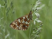 Boloria selene 19, Zilveren maan, Saxifraga-Willem van Kruijsbergen