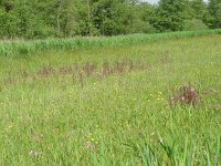 Boloria selene 2, Zilveren maan, habitat, Vlinderstichting-Henk Bosma