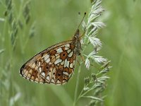 Boloria selene 20, Zilveren maan, Saxifraga-Willem van Kruijsbergen