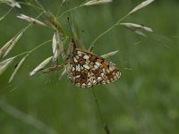 Boloria selene 22, Zilveren maan, Saxifraga-Willem van Kruijsbergen