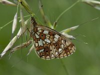 Boloria selene 24, Zilveren maan, Saxifraga-Willem van Kruijsbergen