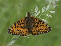 Boloria selene 25, Zilveren maan, Saxifraga-Willem van Kruijsbergen