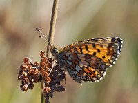 Boloria selene 26, Zilveren maan, Saxifraga-Hans Dekker